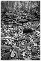 Fallen leaves and rocks in autumn. Shenandoah National Park ( black and white)