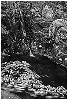 Spining leaves and cascade. Shenandoah National Park, Virginia, USA. (black and white)