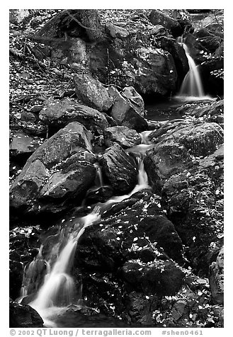 Cascades of the Hogcamp Branch of the Rose River with fallen leaves. Shenandoah National Park (black and white)