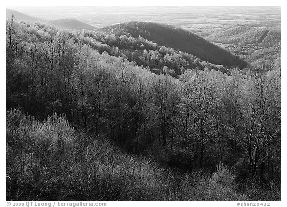 Trees and hills in the spring, late afternoon, Hensley Hollow. Shenandoah National Park (black and white)