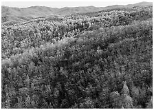 Hillside with bare trees and trees in early spring foliage. Shenandoah National Park, Virginia, USA. (black and white)