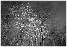 Tree in bloom amidst bare trees, afternoon. Shenandoah National Park ( black and white)