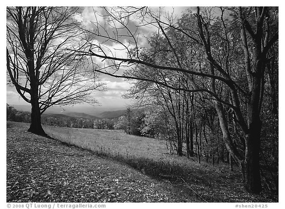 Meadow Overlook in fall. Shenandoah National Park (black and white)