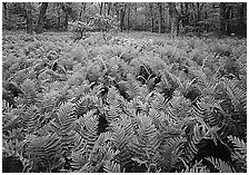 Ferns and flowers in spring. Shenandoah National Park, Virginia, USA. (black and white)