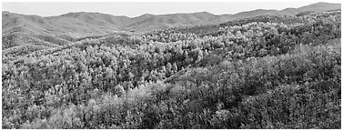 Hillside in early spring with some trees leafing out. Shenandoah National Park (Panoramic black and white)