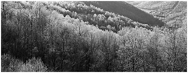 Trees with first spring leaves on hill. Shenandoah National Park (Panoramic black and white)