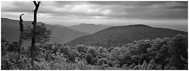 Hillside, forest and ridges in early summer. Shenandoah National Park (Panoramic black and white)