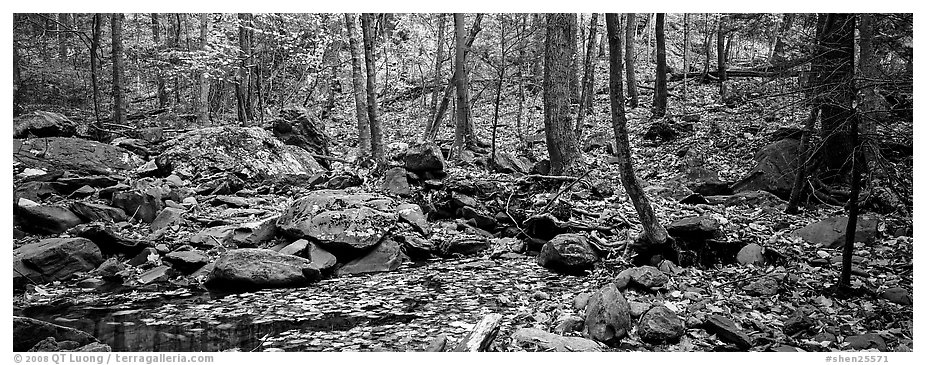 Forest scene with bright autumn leaves on the ground. Shenandoah National Park (black and white)