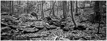 Forest scene with bright autumn leaves on the ground. Shenandoah National Park (Panoramic black and white)