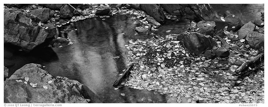 Autumn close-up of pond with fallen leaves and rocks. Shenandoah National Park (black and white)