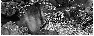 Autumn close-up of pond with fallen leaves and rocks. Shenandoah National Park (Panoramic black and white)