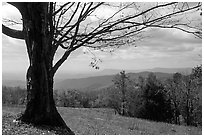 Big tree at Meadow overlook in fall. Shenandoah National Park ( black and white)