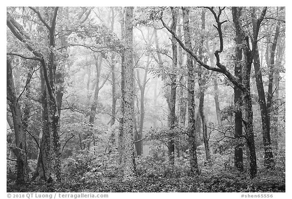 Forest in fog. Shenandoah National Park (black and white)