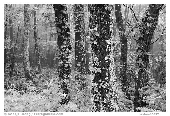 Foggy forest. Shenandoah National Park (black and white)