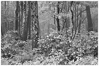 Blooms in foggy forest, Compton Gap. Shenandoah National Park ( black and white)