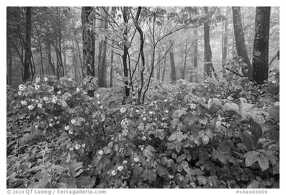 Blooms in misty forest, Compton Gap. Shenandoah National Park (black and white)
