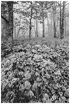 Wildflowers and foggy forest. Shenandoah National Park ( black and white)