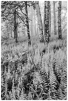 Ferns in forest with fog. Shenandoah National Park ( black and white)