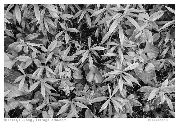 Close-up of forest undergrowth. Shenandoah National Park (black and white)