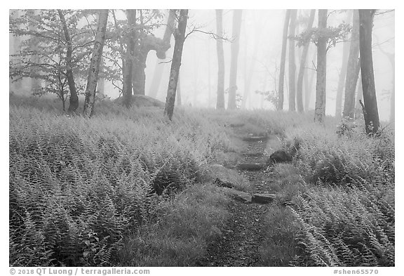 Appalachian Trail in foggy forest at springtime. Shenandoah National Park (black and white)