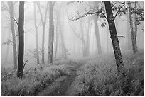 Appalachian Trail in lush forest with fog. Shenandoah National Park ( black and white)