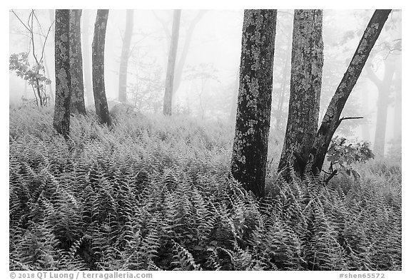 Ferns, lichen-covered trees, and fog. Shenandoah National Park (black and white)