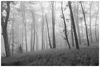 Visitor looking, misty forest. Shenandoah National Park ( black and white)