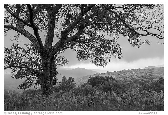 Tree and approaching storm in the spring. Shenandoah National Park (black and white)