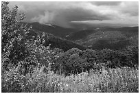 Wildflowers and hills from Duck Hollow Overlook. Shenandoah National Park ( black and white)
