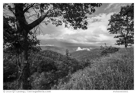 Trees framing clearing storm, Duck Hollow Overlook. Shenandoah National Park (black and white)