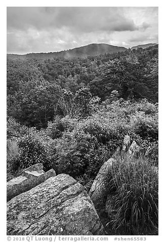 Rocks, blooms, and hills, Hazel Mountain Overlook. Shenandoah National Park (black and white)