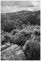 Rocks, blooms, and hills, Hazel Mountain Overlook. Shenandoah National Park ( black and white)