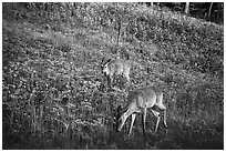 Deer near Big Meadows. Shenandoah National Park ( black and white)