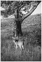 Deer and tree near Big Meadows. Shenandoah National Park ( black and white)