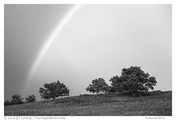 Rainbow and trees in full leaves, Big Meadows. Shenandoah National Park (black and white)