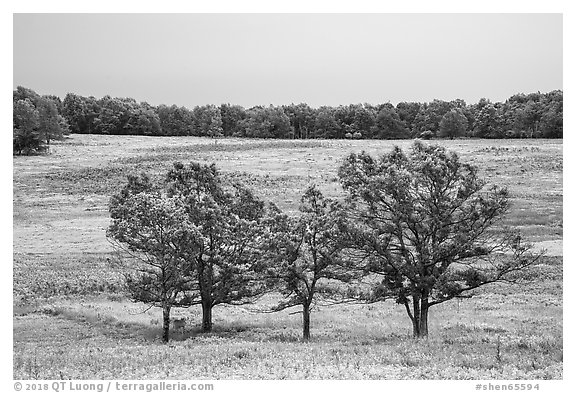 Trees in Big Meadows. Shenandoah National Park (black and white)