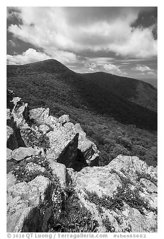 Wildflowers on Crescent Rock and Hawksbill Mountain. Shenandoah National Park (black and white)