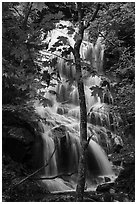 Trees and waterfall, Whiteoak Canyon. Shenandoah National Park ( black and white)