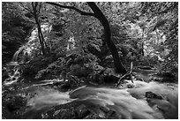 Multiple waterfalls and Robinson River, Whiteoak Canyon. Shenandoah National Park ( black and white)