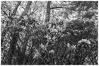 Mountain Laurel in bloom, Lewis Mountain Campground. Shenandoah National Park ( black and white)
