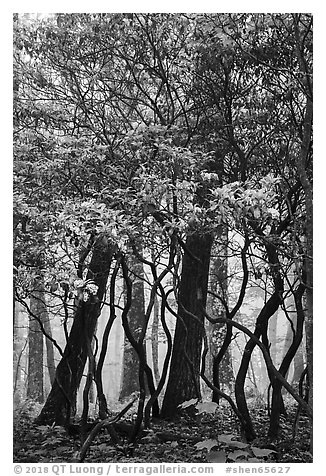 Mountain Laurel and twisted trunks in fog. Shenandoah National Park (black and white)