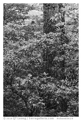 Mountain Laurel and trunk. Shenandoah National Park (black and white)