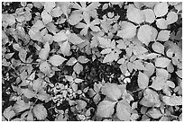 Close up of undergrowth leaves in spring. Shenandoah National Park ( black and white)