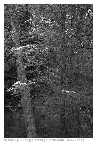 Redbud and Dogwood in bloom near the North Entrance, evening. Shenandoah National Park (black and white)