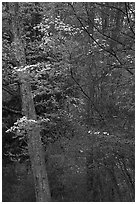 Redbud and Dogwood in bloom near the North Entrance, evening. Shenandoah National Park, Virginia, USA. (black and white)