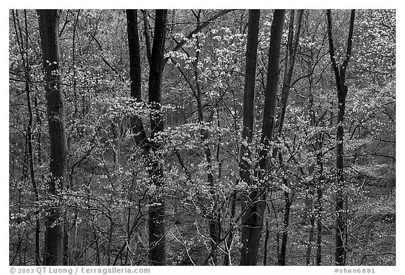 Redbud and Dogwood in bloom near the Northern Entrance, evening. Shenandoah National Park (black and white)