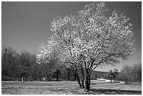 Tree in bloom, Big Meadow, mid-day. Shenandoah National Park, Virginia, USA. (black and white)