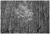 Tree in bloom amidst bare trees near Bear Face trailhead, afternoon. Shenandoah National Park, Virginia, USA. (black and white)