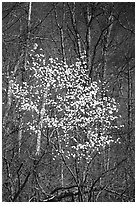 Tree blossoming  amidst bare trees. Shenandoah National Park, Virginia, USA. (black and white)