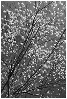 Blossoming tree against blue sky. Shenandoah National Park ( black and white)